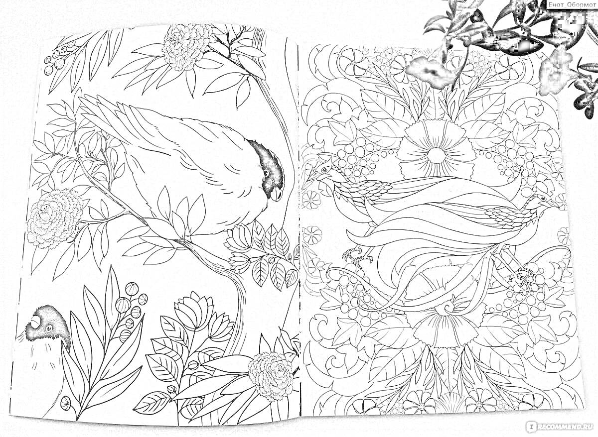 Раскраска Раскраска 