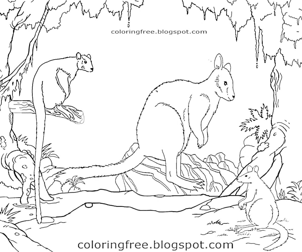 На раскраске изображено: Австралия, Животные, Кенгуру, Природа, Кусты