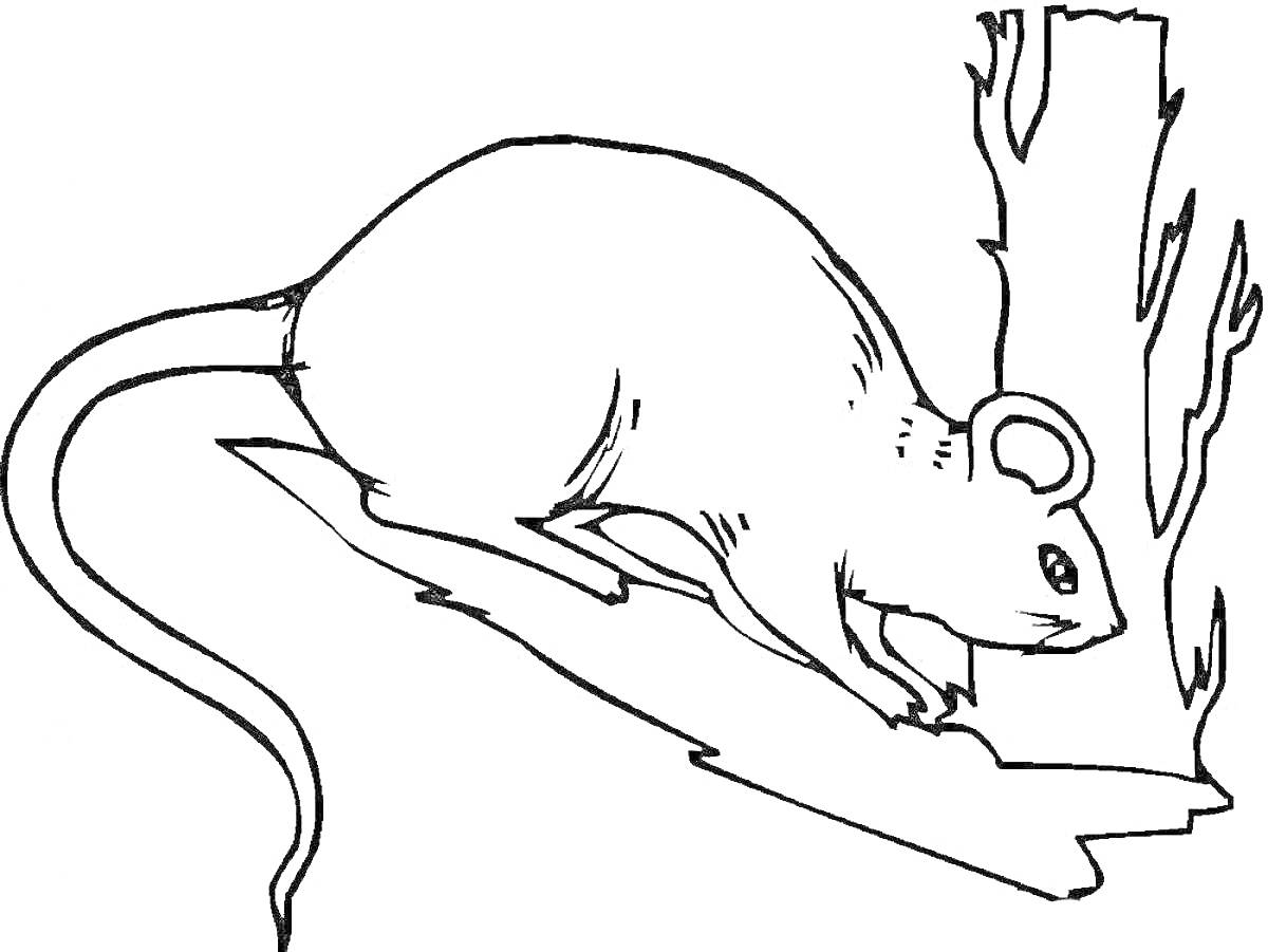 Раскраска Крыска на ветке с фрагментом дерева