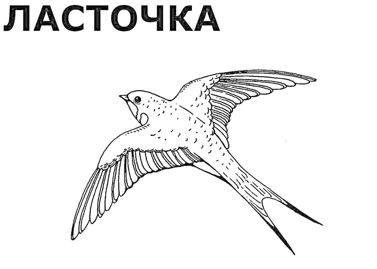 Раскраска Ласточка в полёте с распростёртыми крыльями