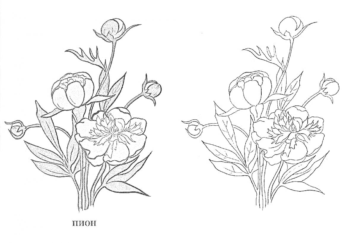 Раскраска Пион тонколистный (цветущие и бутоны)