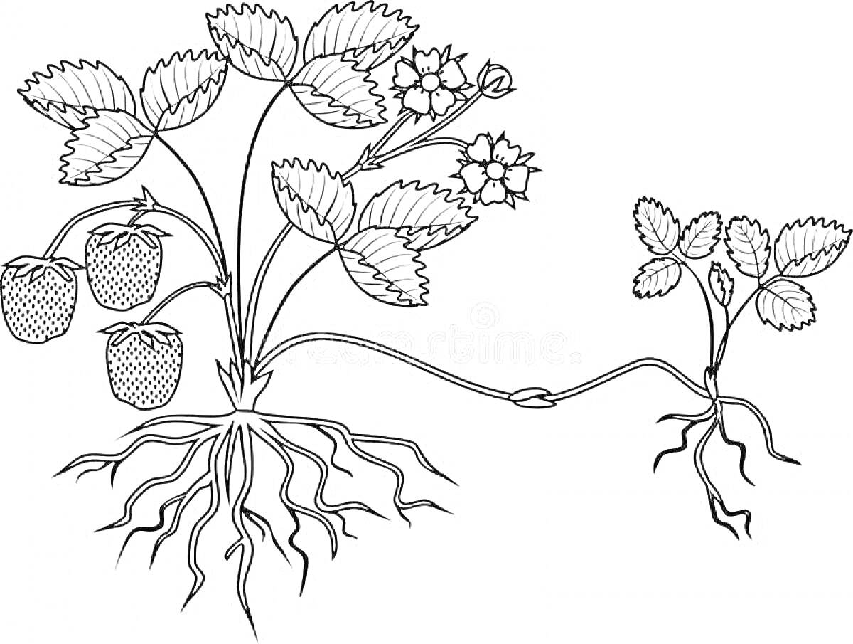 На раскраске изображено: Клубника, Ягоды, Листья, Цветы, Корни, Ботаника, Природа, Растения