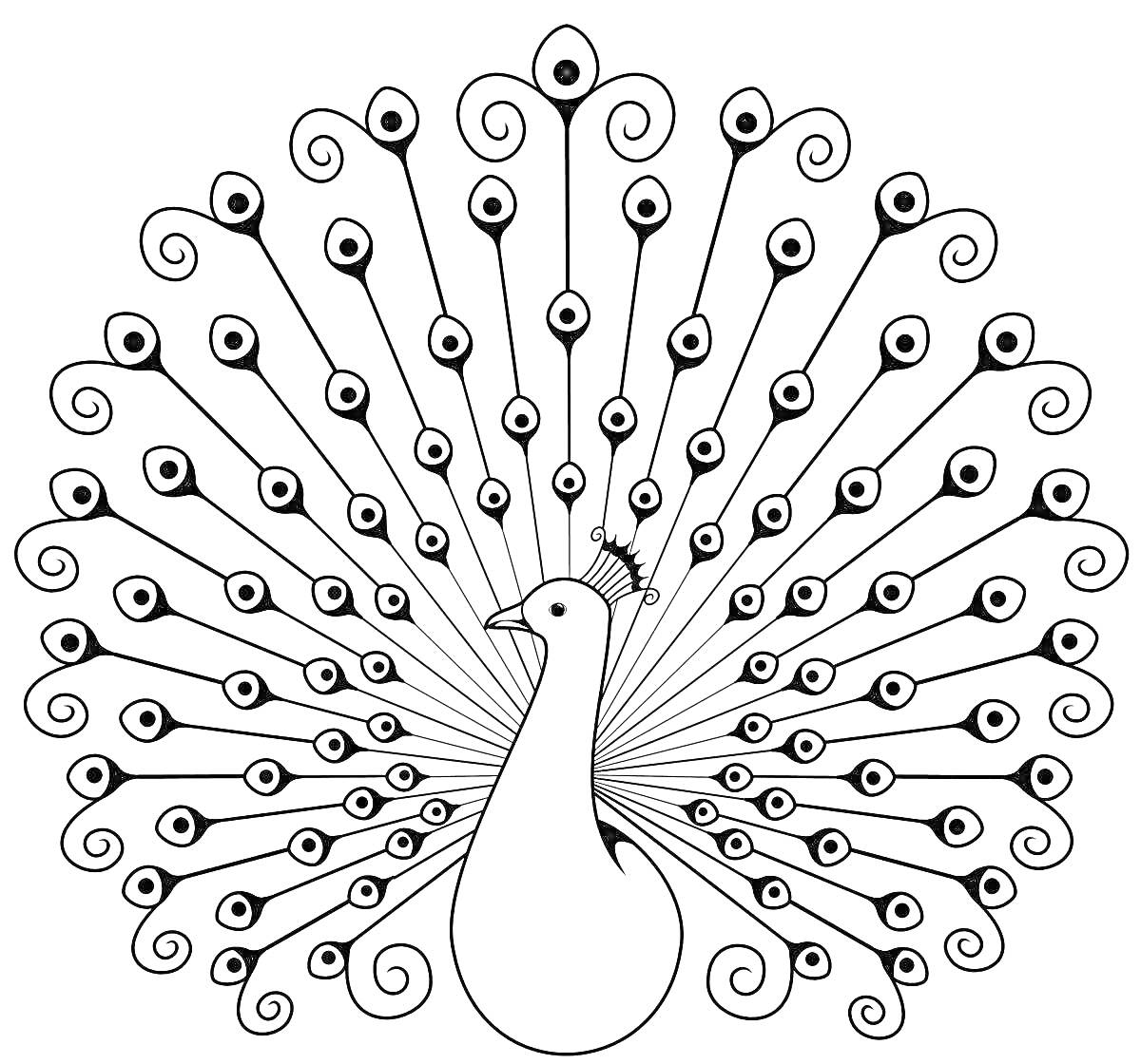 Раскраска Павлин с распущенным хвостом, украшенный деталями на перьях