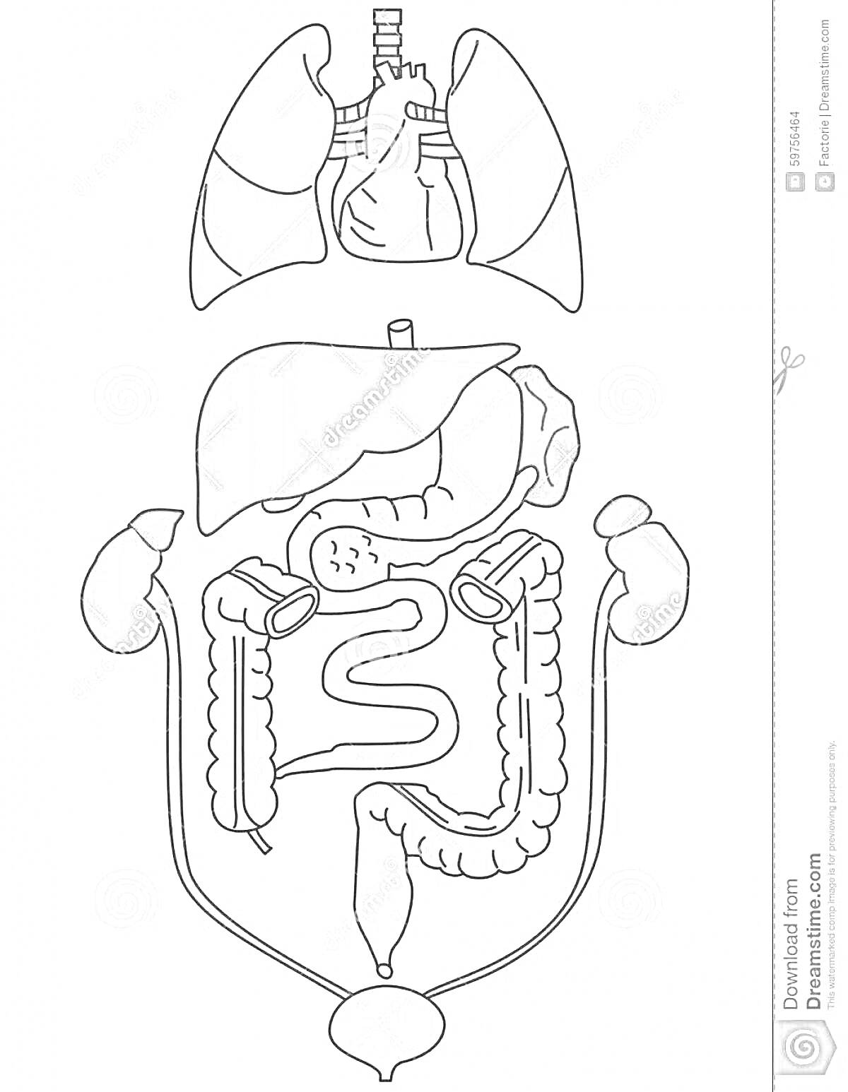 На раскраске изображено: Внутренние органы, Анатомия, Человек, Легкие, Печень, Желудок, Кишечник, Почки, Мочевой пузырь