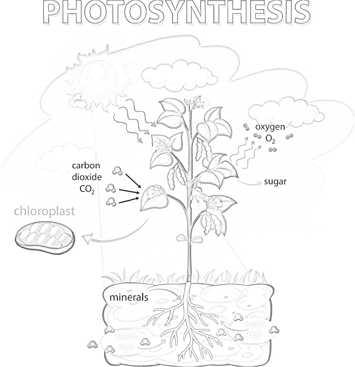 Раскраска фотосинтез - солнце, облака, растение, хлоропласт, углекислый газ, кислород, сахар, минералы, вода, корни