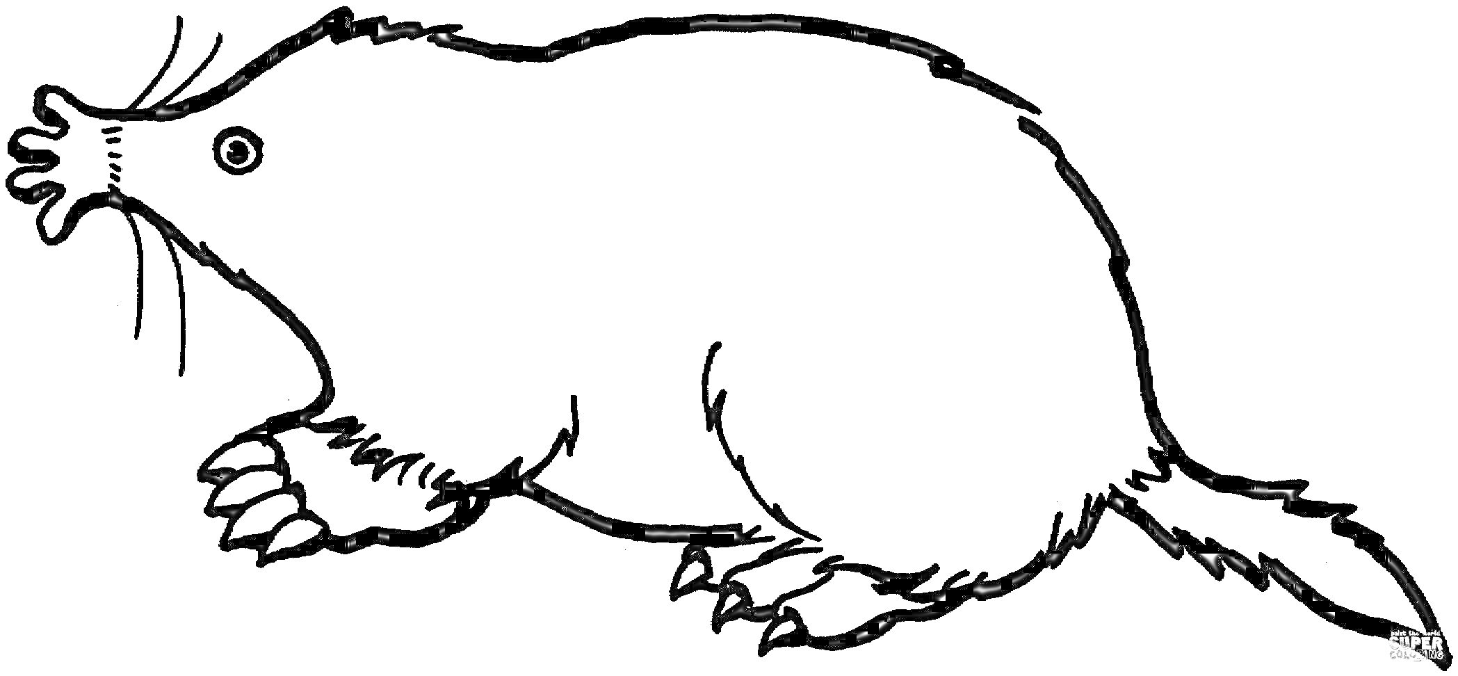 Раскраска Крот с усиками, когтистыми лапами и хвостом