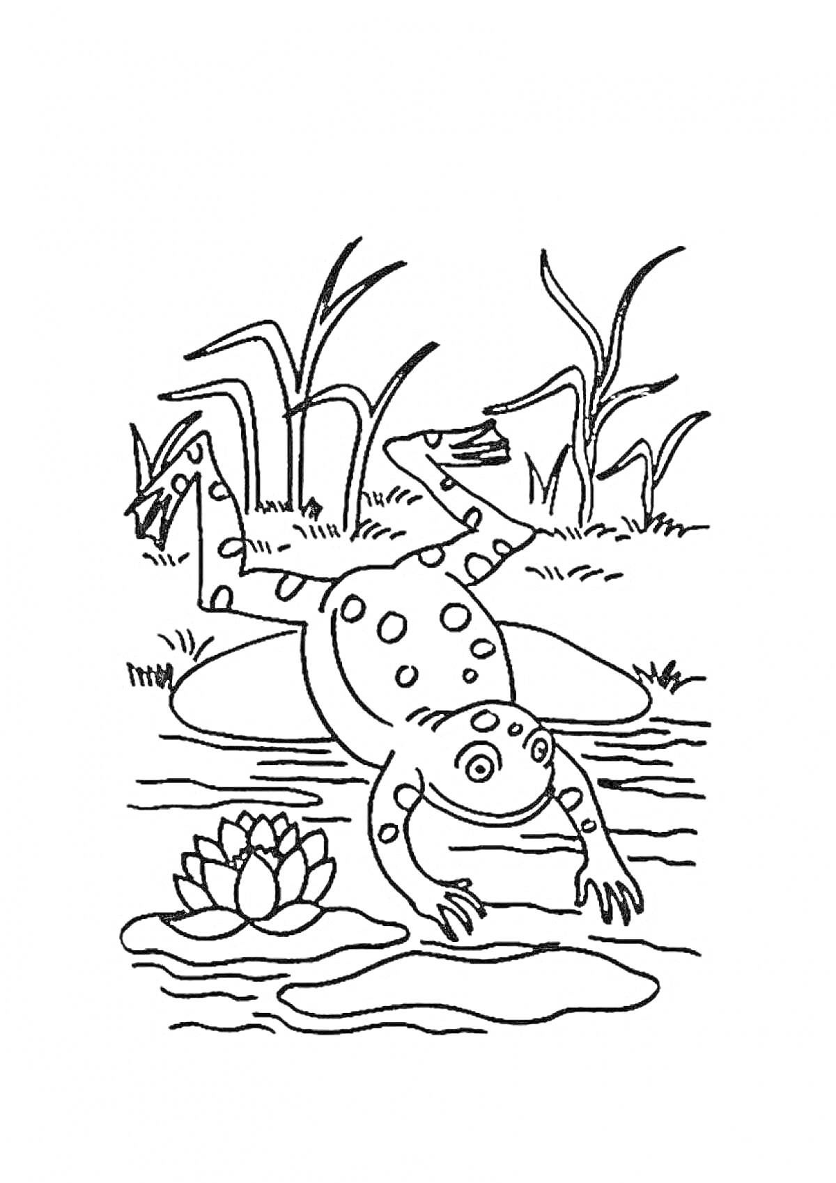 Раскраска Лягушка путешественница у пруда с кувшинкой и камышами