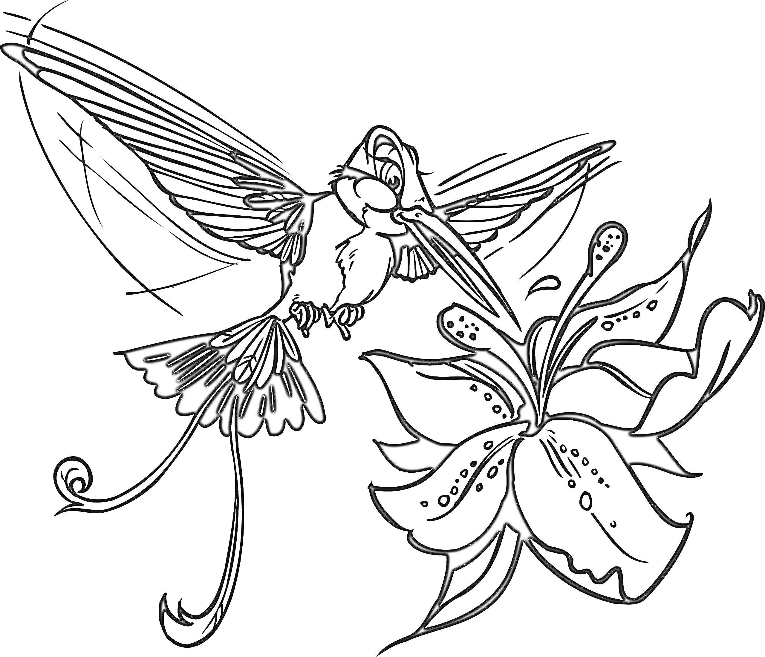 Раскраска Колибри и цветок