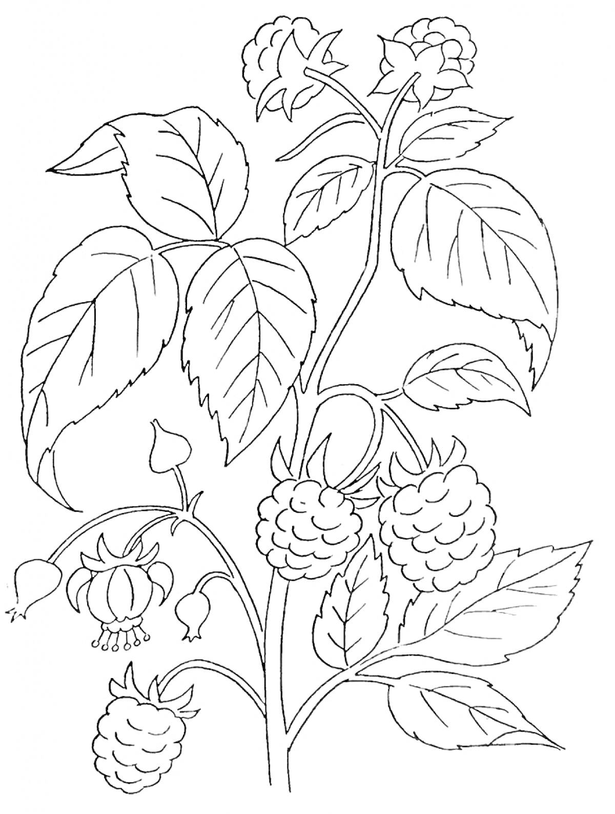 Раскраска Куст малины с ягодами, цветами и листьями