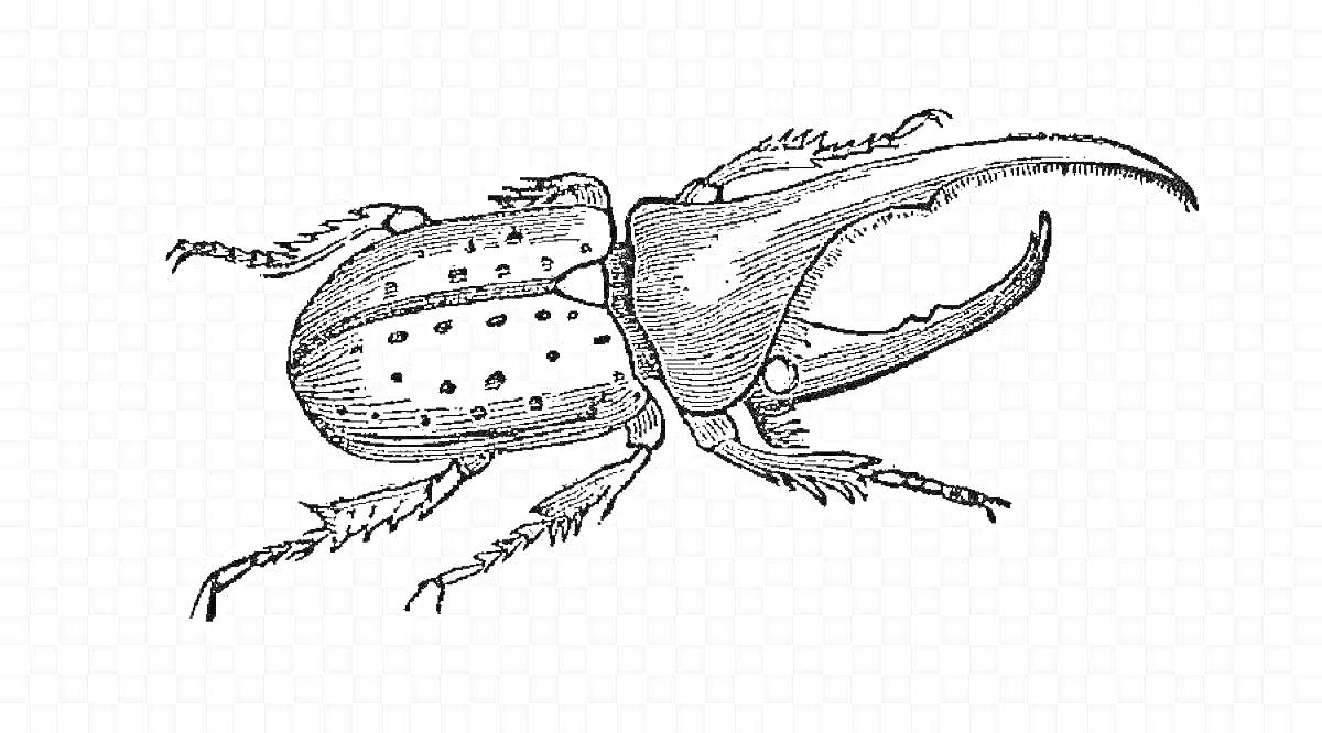 Жук носорог с длинным рогом и лапками