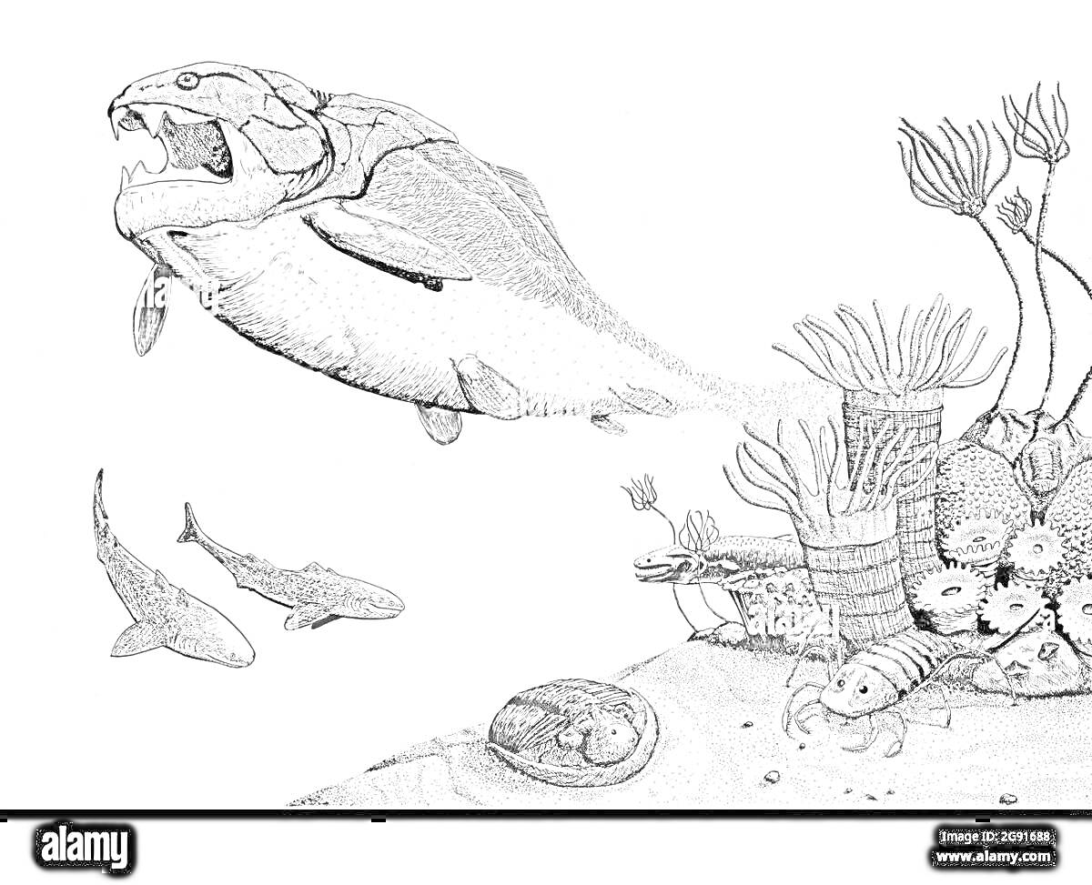 На раскраске изображено: Дунклеостей, Кораллы, Древние существа, Морская жизнь, Подводный мир, Иллюстрация, Биология, Палеонтология