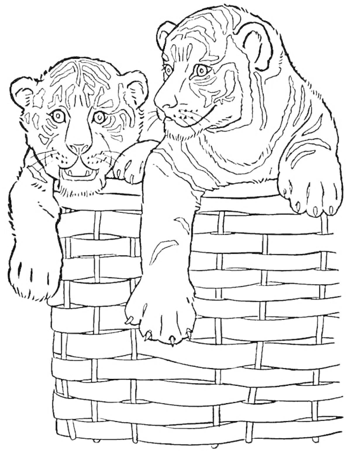 Раскраска Два тигрёнка в плетёной корзине