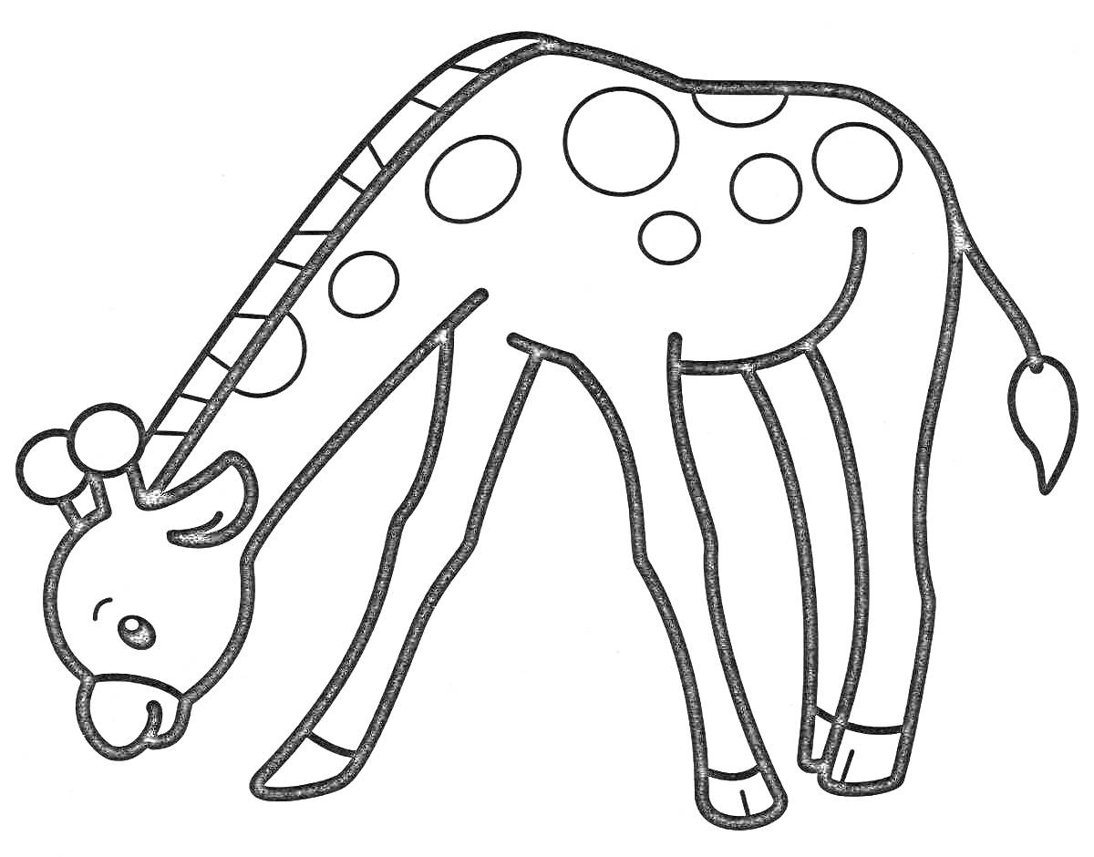 Раскраска Жираф без пятен, наклонившийся вперед, с поднятой головой и пятнами на спине, антеннообразные рожки