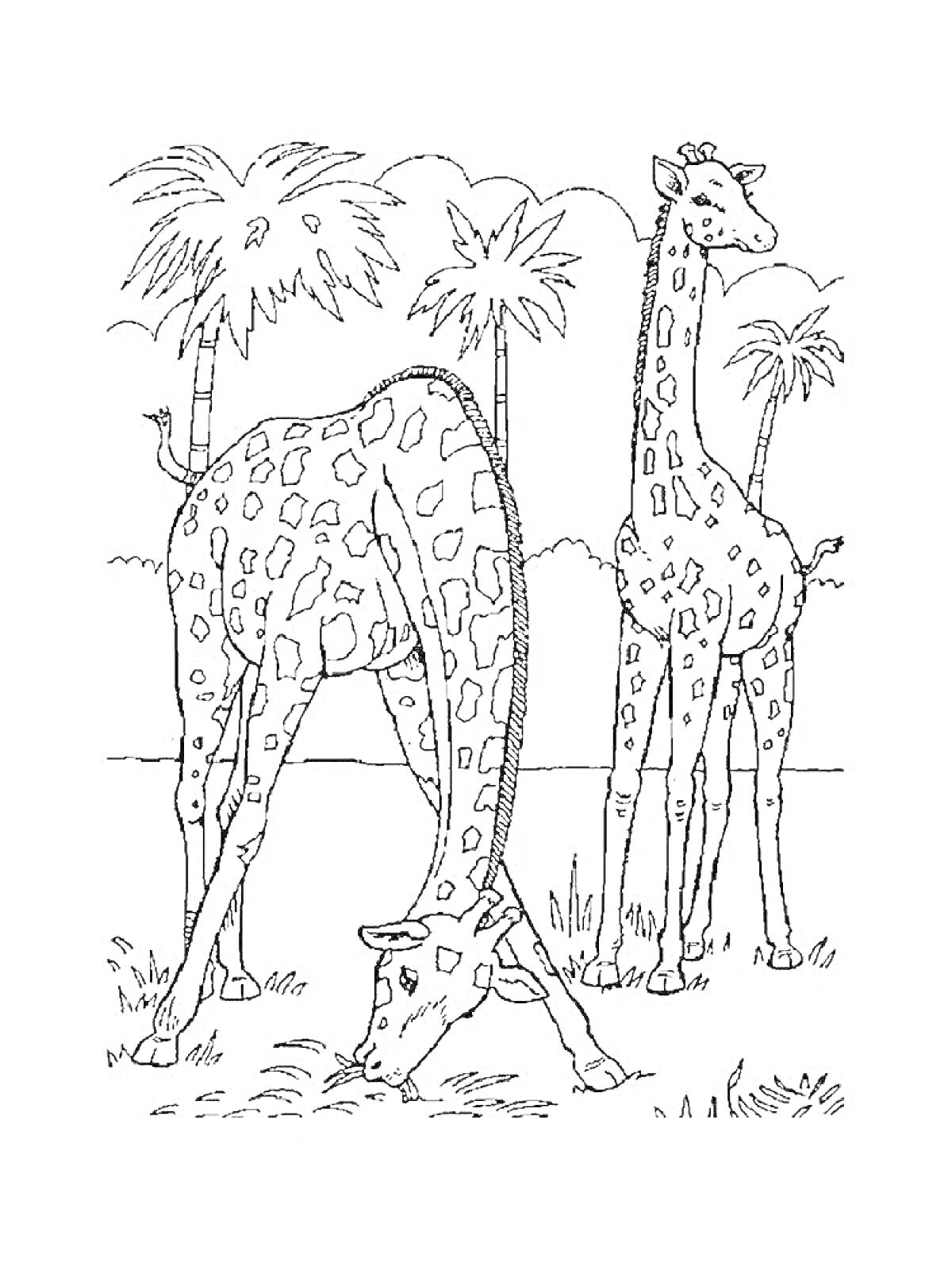 На раскраске изображено: Жирафы, Пальмы, Жаркие страны, Экзотические животные