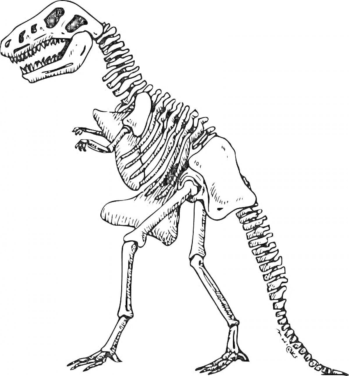 Раскраска Скелет динозавра с поднятой передней лапой, крупный череп с зубами, позвоночник и хвост, ребра и тазовые кости.
