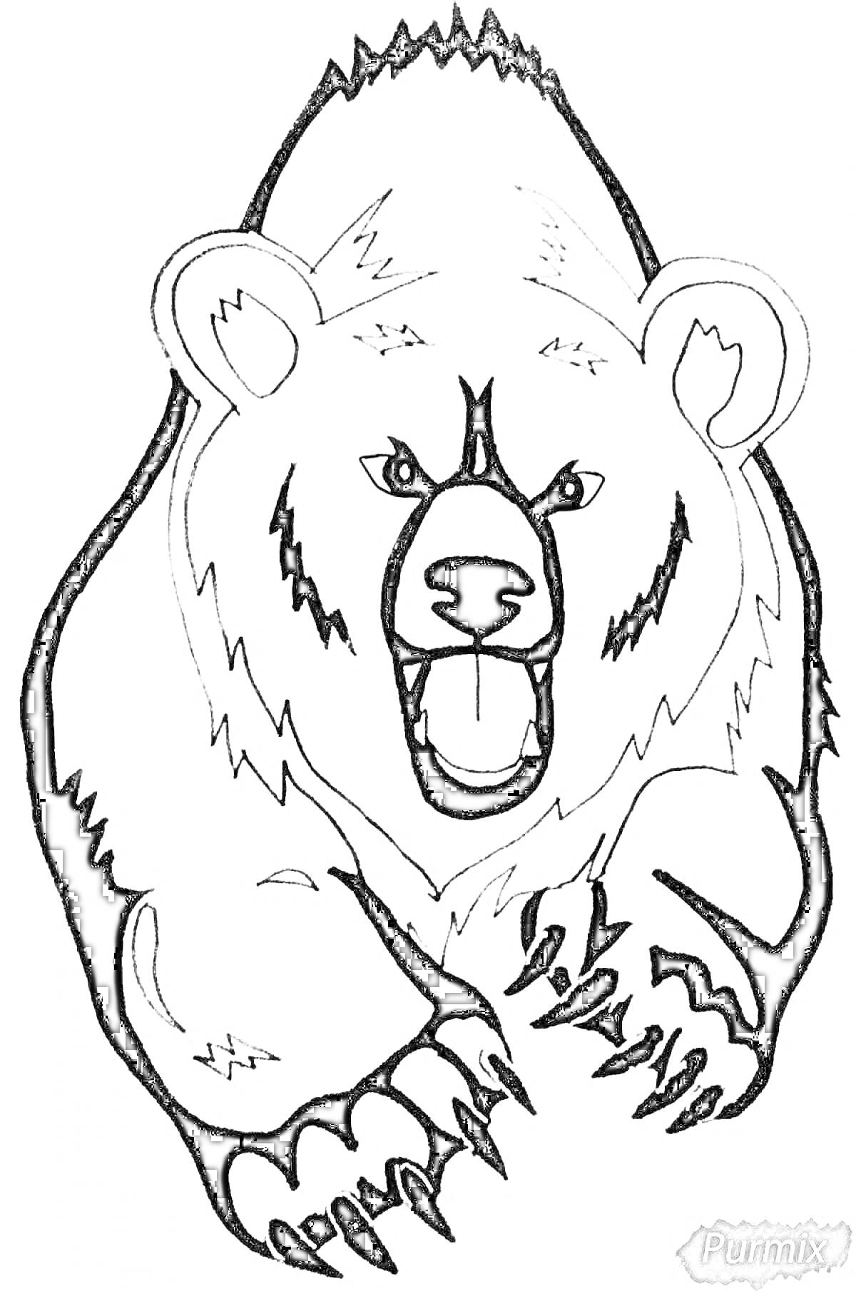 На раскраске изображено: Медведь, Агрессивный, Когти, Зубы, Дикая природа