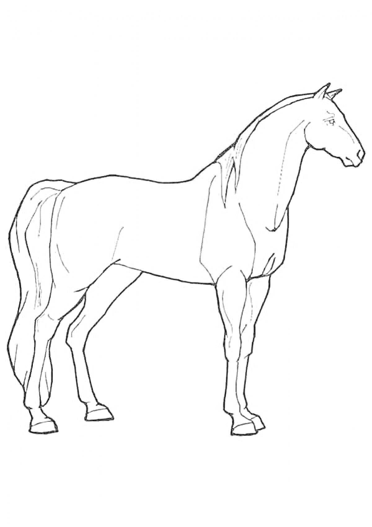 На раскраске изображено: Боковая сторона, В полный рост, Лошадь