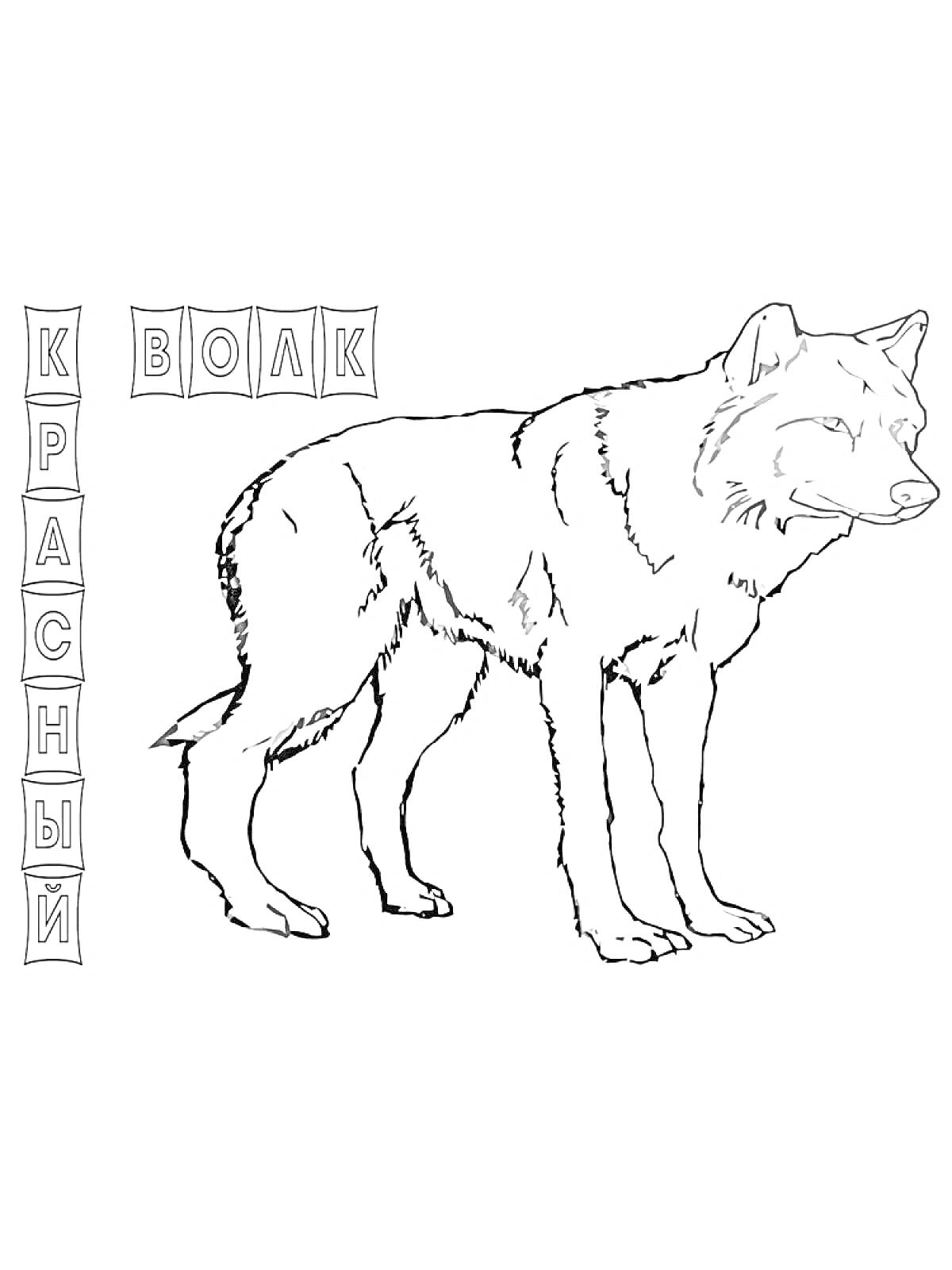 Раскраска Красный волк с надписями 