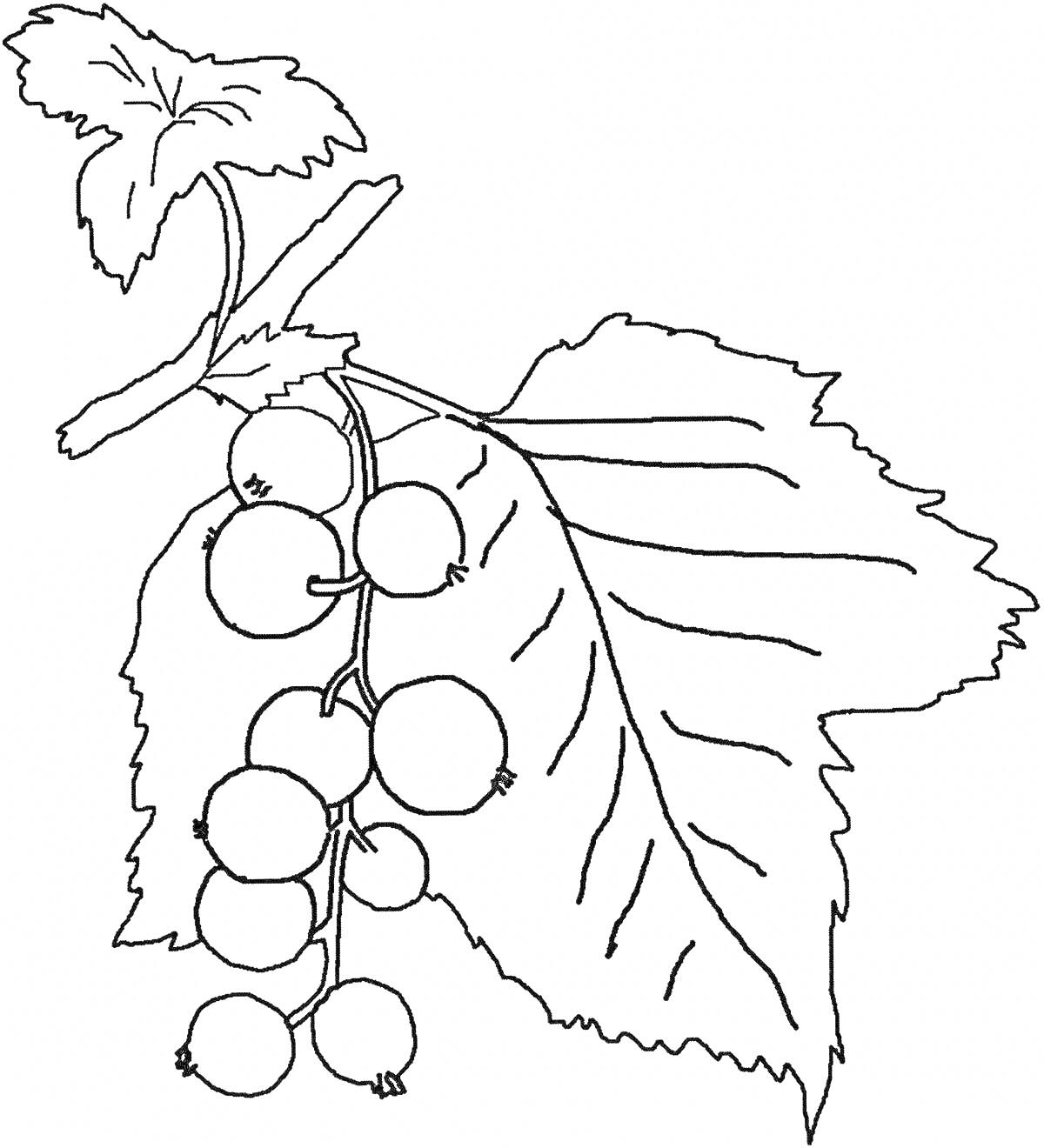 На раскраске изображено: Ягоды, Листья, Ветка, Природа, Растительность