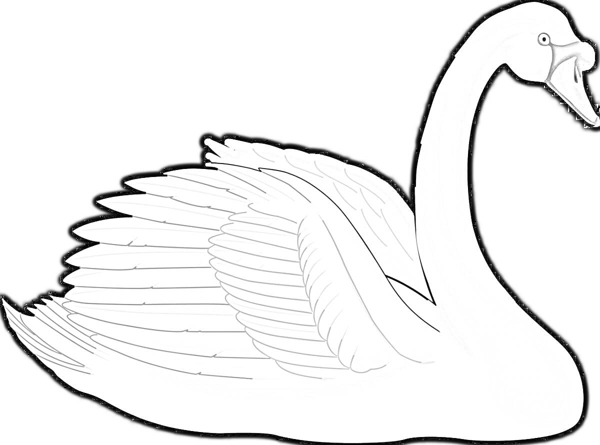 На раскраске изображено: Лебедь, Птица, Крылья, Перья, Шея, Клюв, Природа