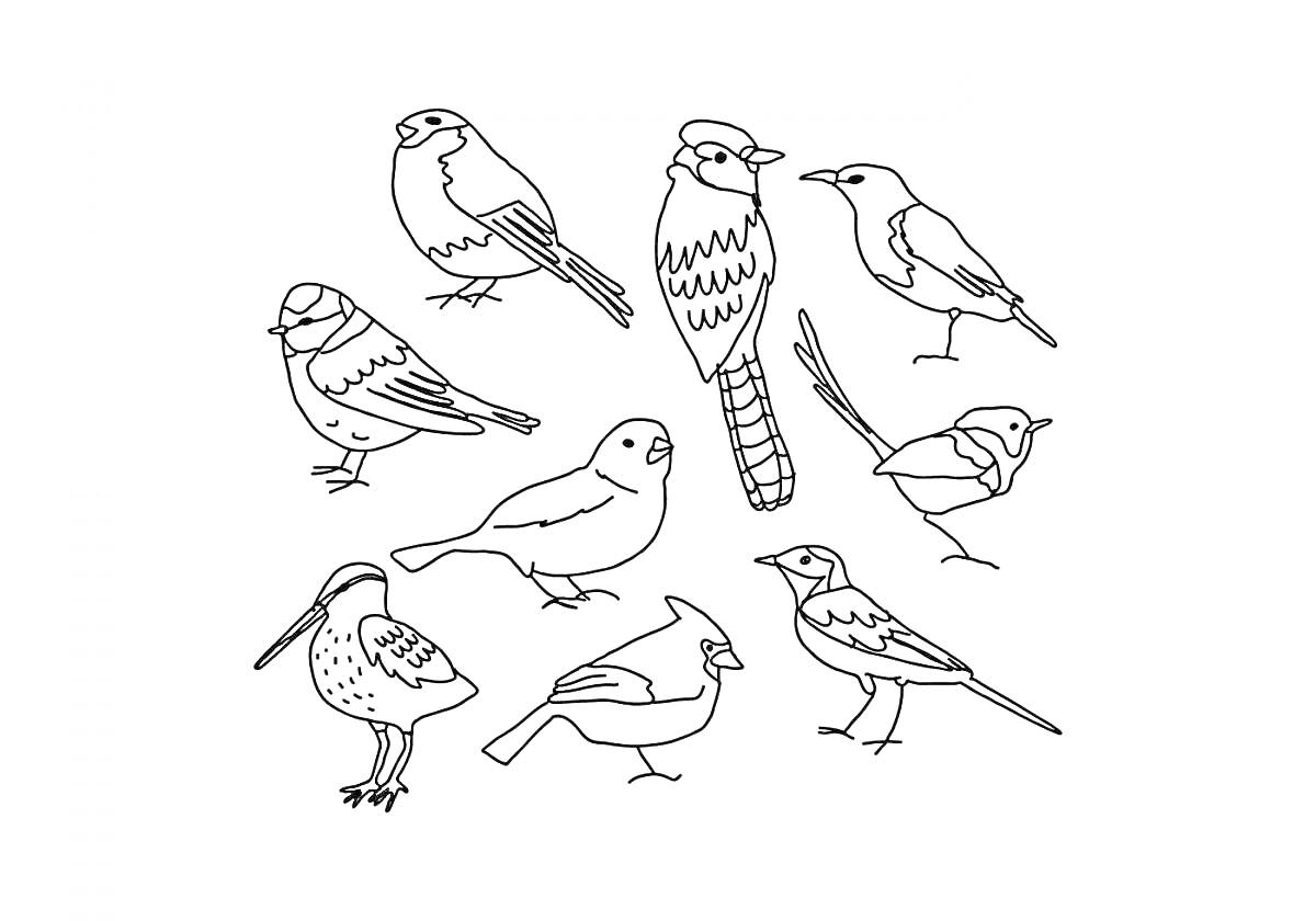 Раскраска с зимующими птицами (9 птиц)
