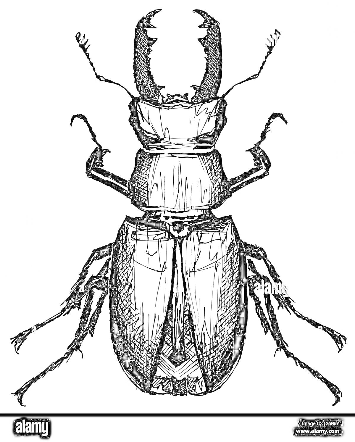 Раскраска Жук с большими челюстями, детализированное изображение