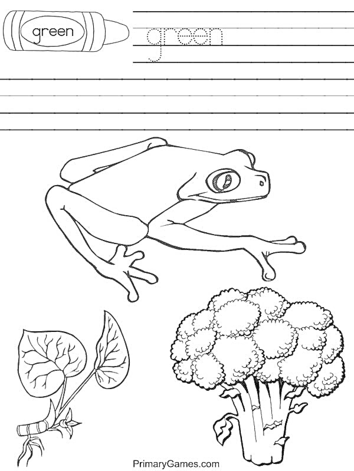 На раскраске изображено: Зеленый, Брокколи, Учимся писать, Зелень, Обучение, Английский язык