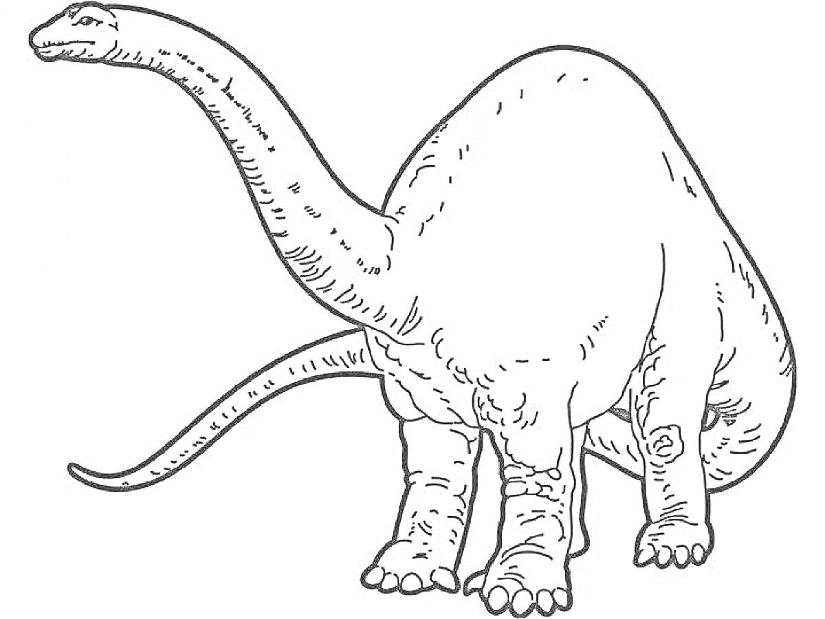 На раскраске изображено: Динозавр, Длинная шея, Хвост, Для детей, Древние животные