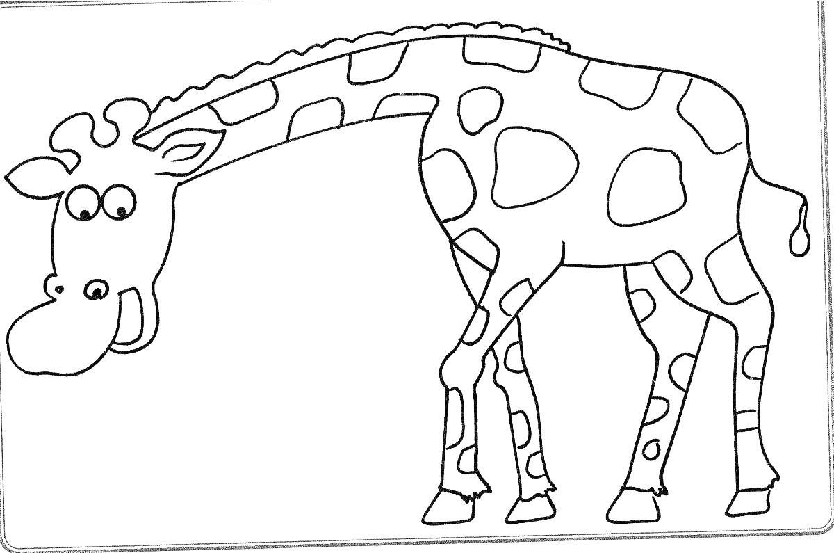 Раскраска Жираф в полный рост с длинной шеей и пятнами
