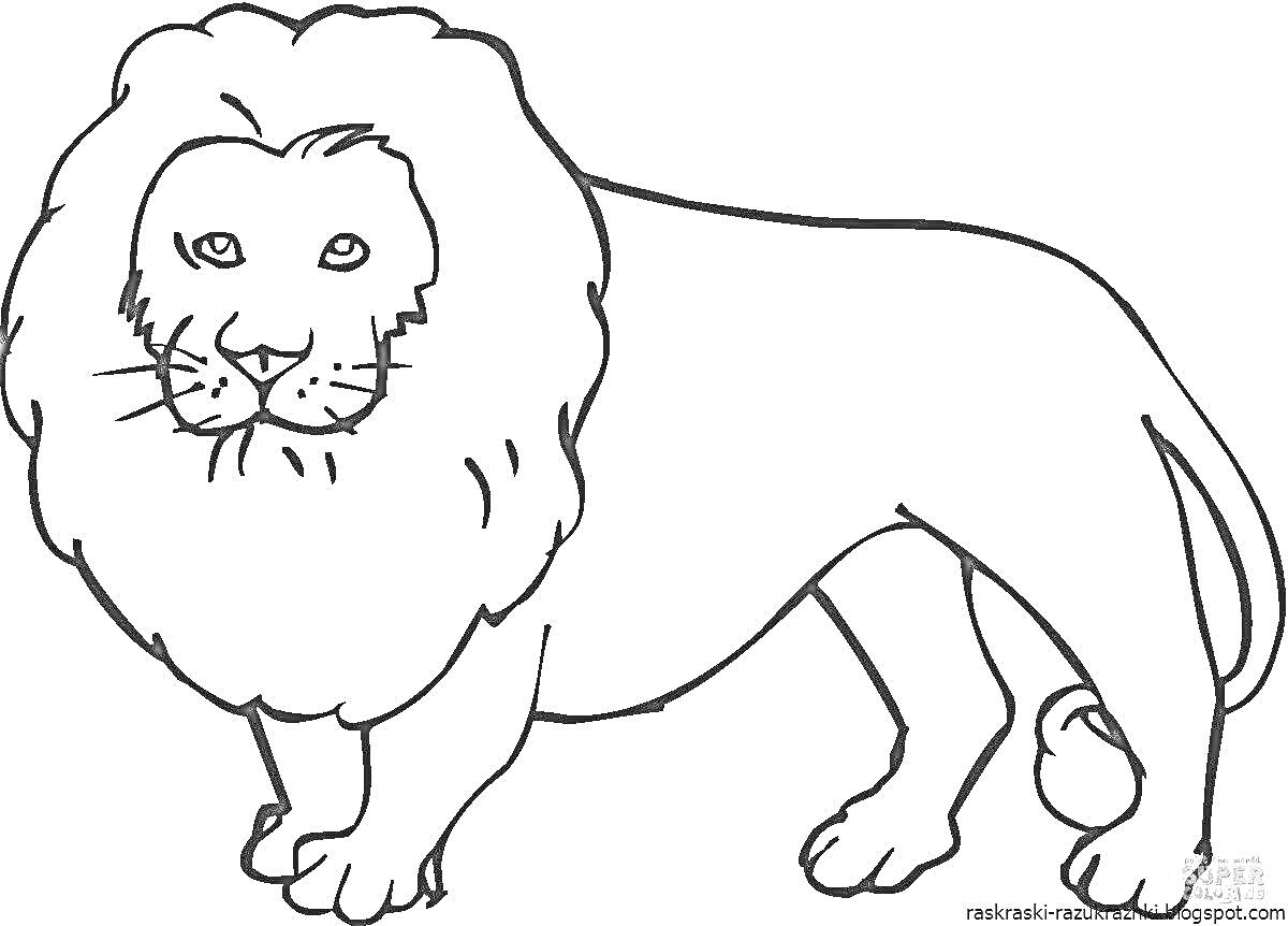 Раскраска Лев крупным планом, стоящий на четырех лапах, с пышной гривой и хвостом с кисточкой