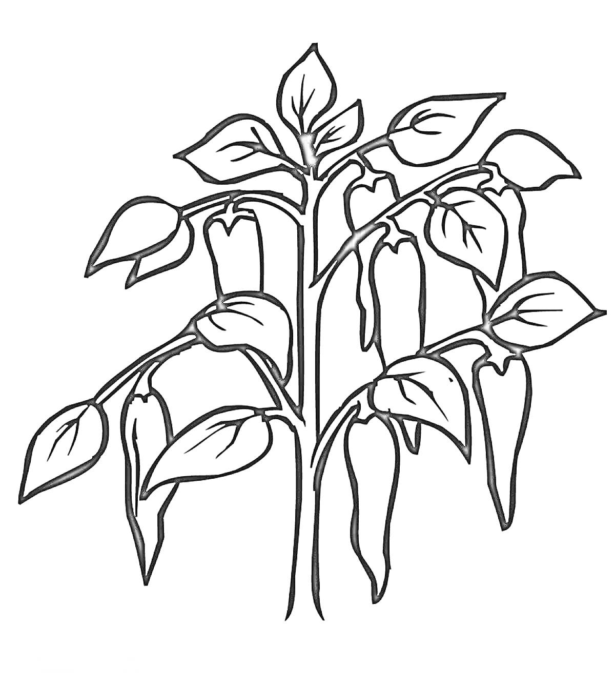 На раскраске изображено: Перец, Ветка, Листья, Природа, Растения, Овощи