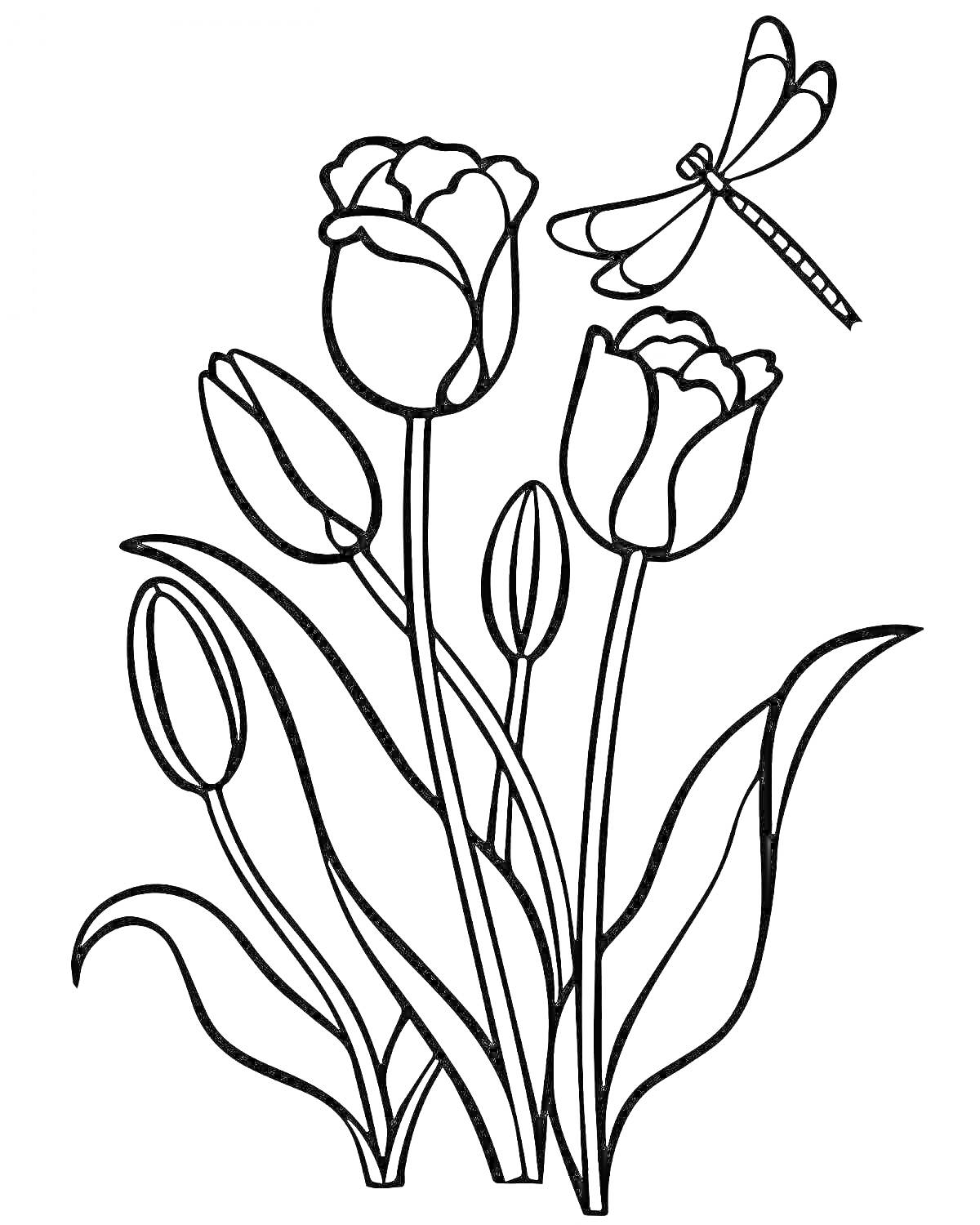 На раскраске изображено: Весна, Тюльпаны, Цветы, Листья