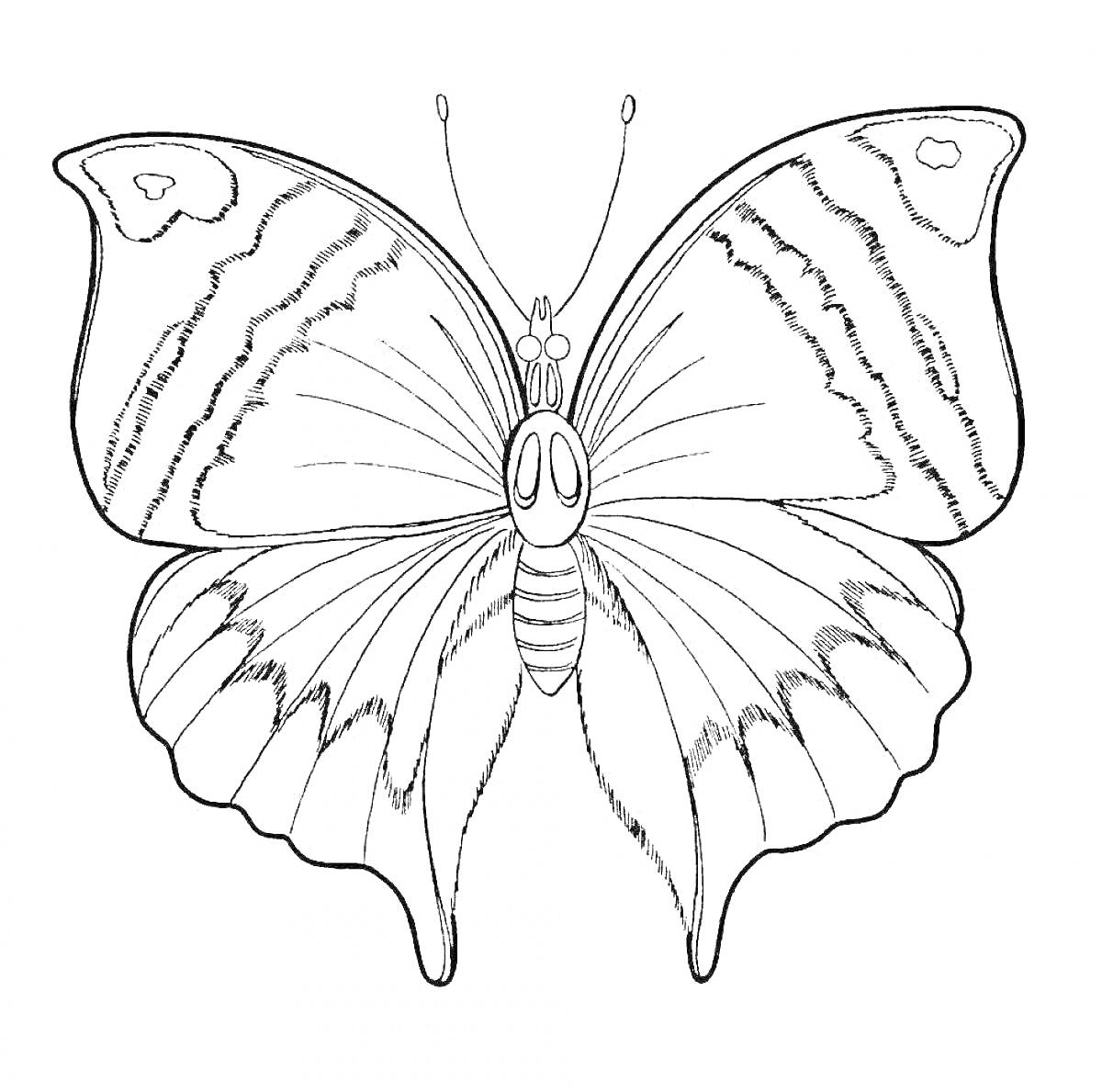 Раскраска Раскраска - трафарет бабочка с узорами на крыльях и детализацией тела