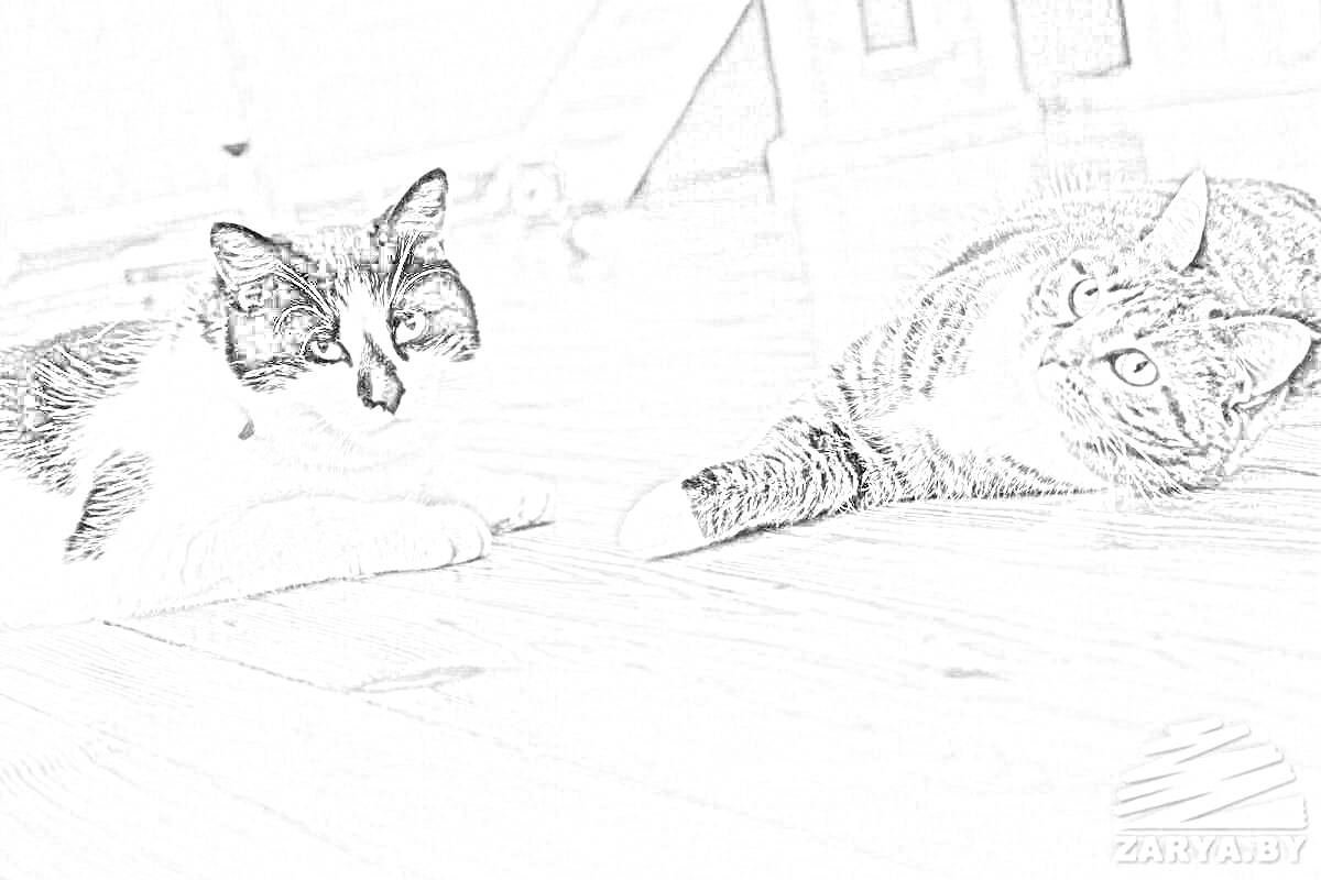 На раскраске изображено: Домашние животные, Чёрно-белая фотография, Деревянный пол, Лестница