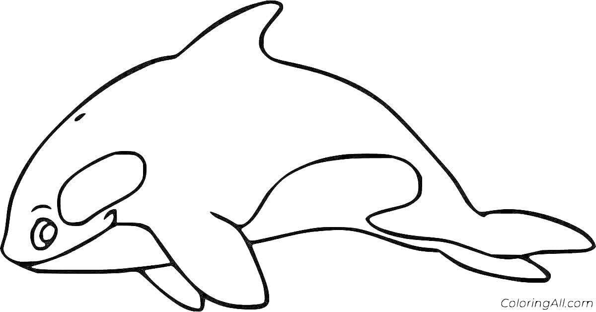 На раскраске изображено: Касатка, Фауна, Морская жизнь, Дельфины, Контурные рисунки, Морские животные, Океаны