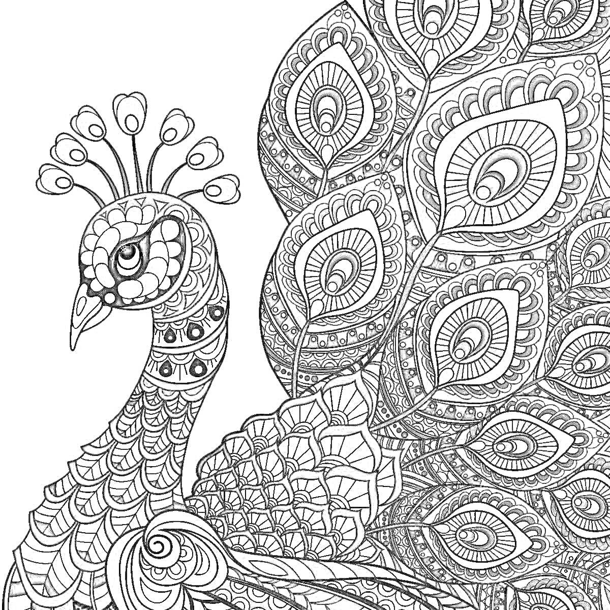 Раскраска Раскраска с изображением павлина с детализированными узорами в хвосте и теле