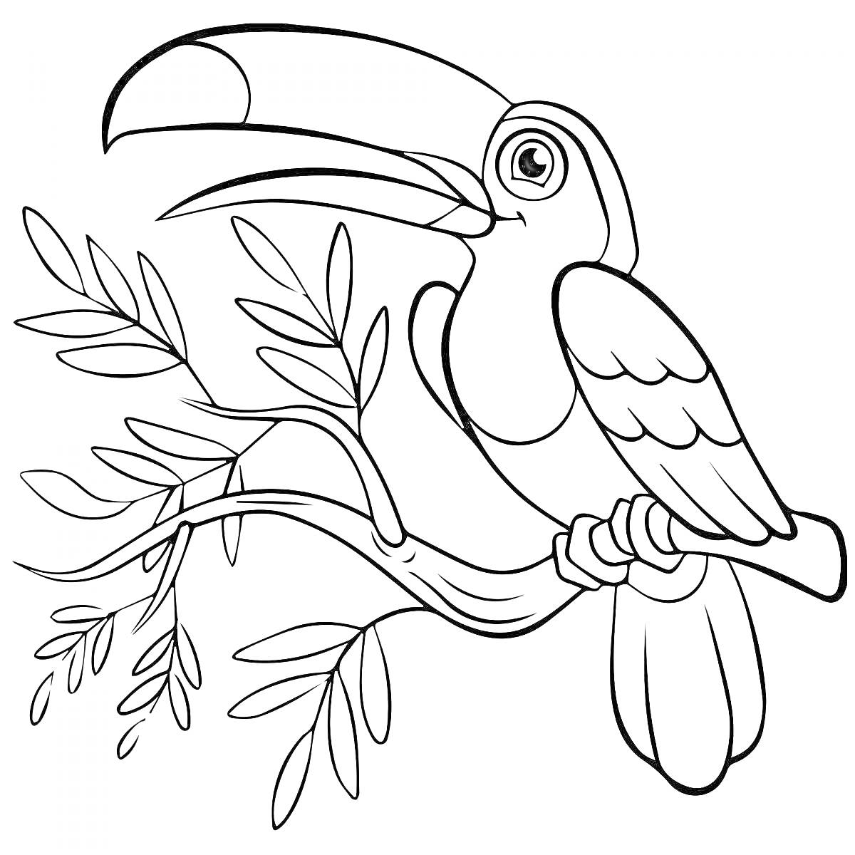 На раскраске изображено: Тукан, Птица, Ветка, Листья, Природа, Контурные рисунки