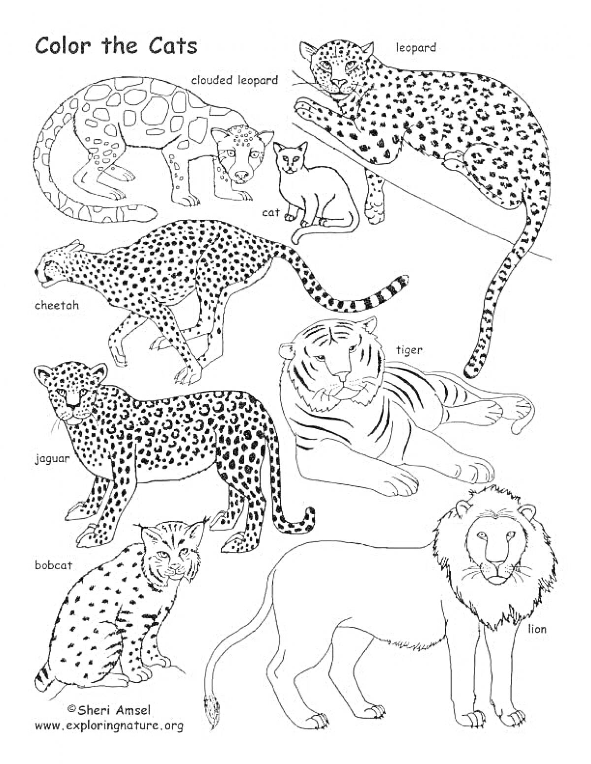 На раскраске изображено: Дикие кошки, Дымчатый леопард, Кот, Гепард, Ягуар, Рысь, Леопард, Тигр, Лев, Животные, Обучение