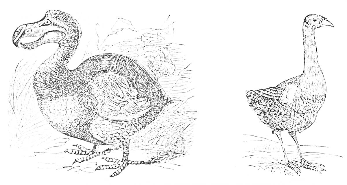Две птицы - слева додо, справа неидентифицированная птица, фон с растительностью