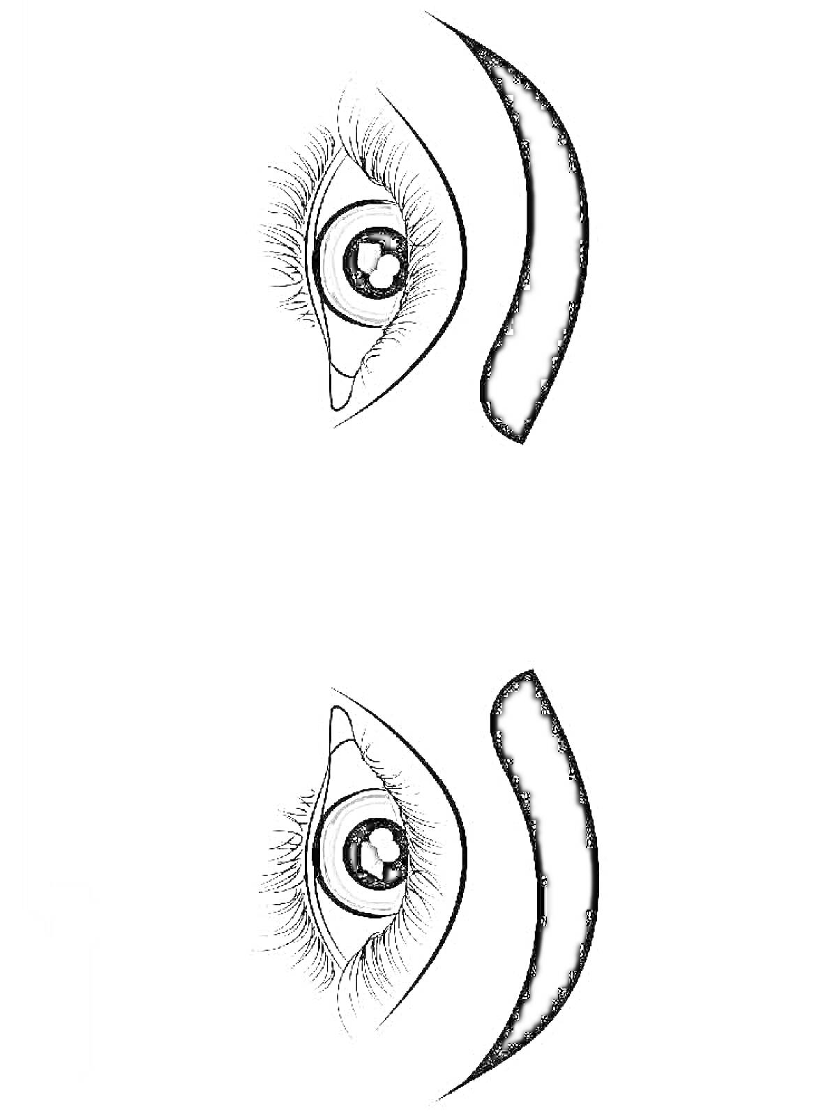 Раскраска Два глаза с ресницами и бровями