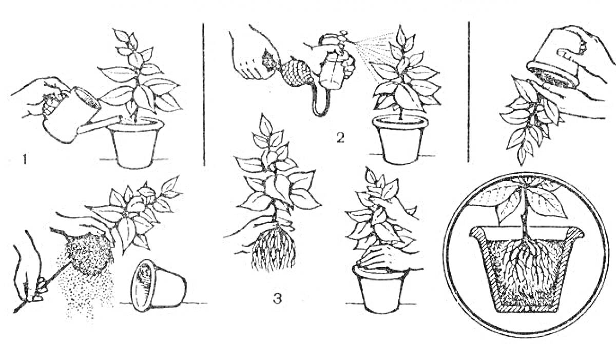 На раскраске изображено: Растения, Полив, Корни, Уход за растениями, Комнатные растения, Цветок в горшке