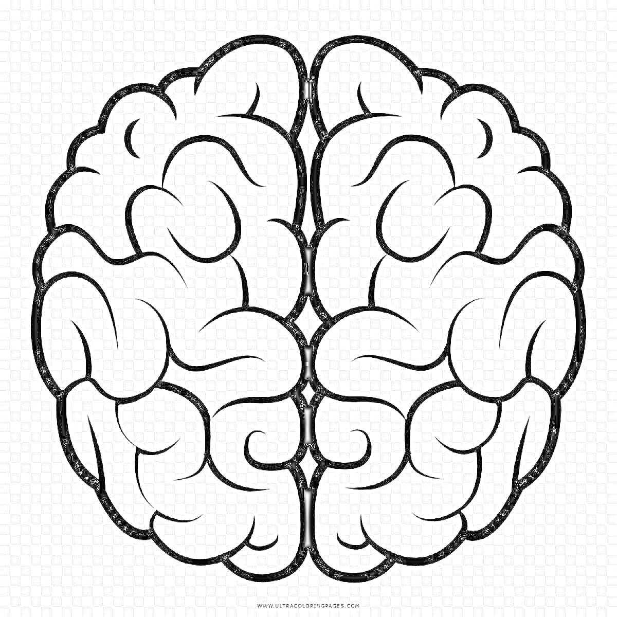 На раскраске изображено: Мозг, Анатомия, Органы, Нейроны, Наука
