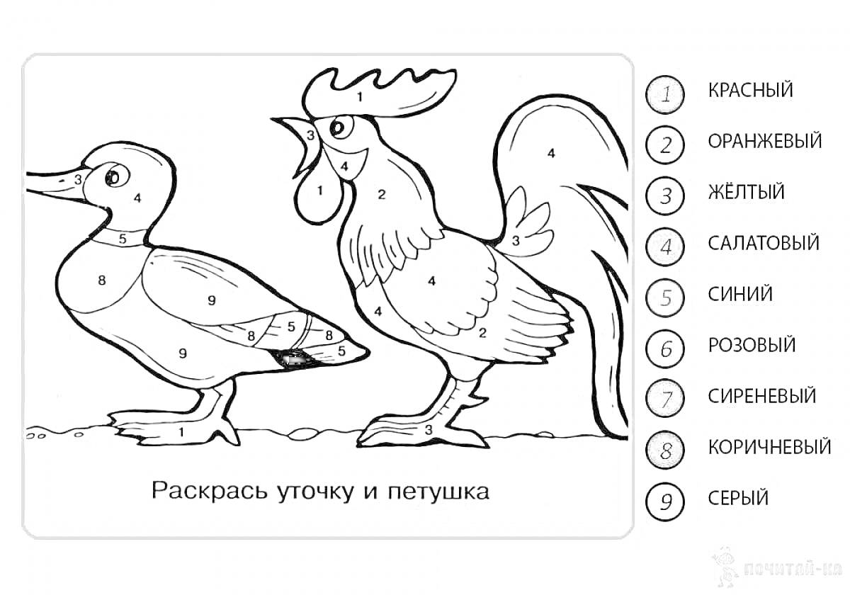 Раскраска Раскрась уточку и петушка по номерам