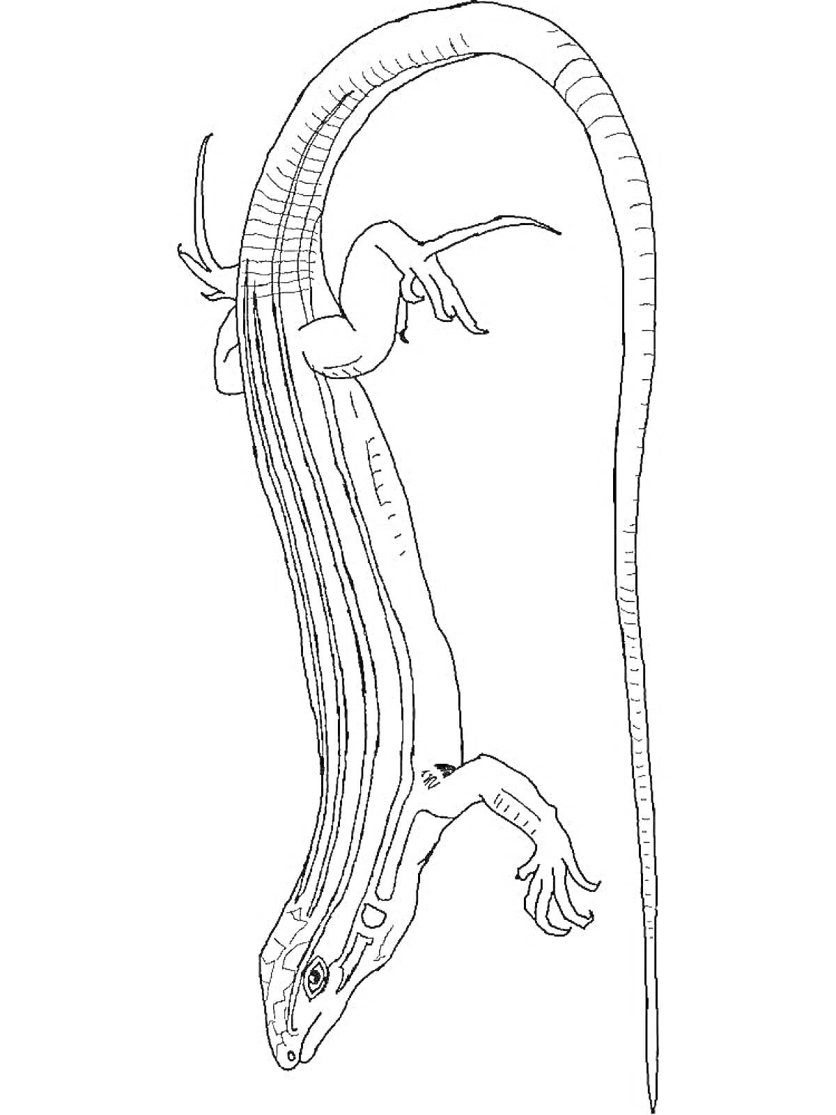 Раскраска Ящерка с длинным хвостом на вертикальной поверхности