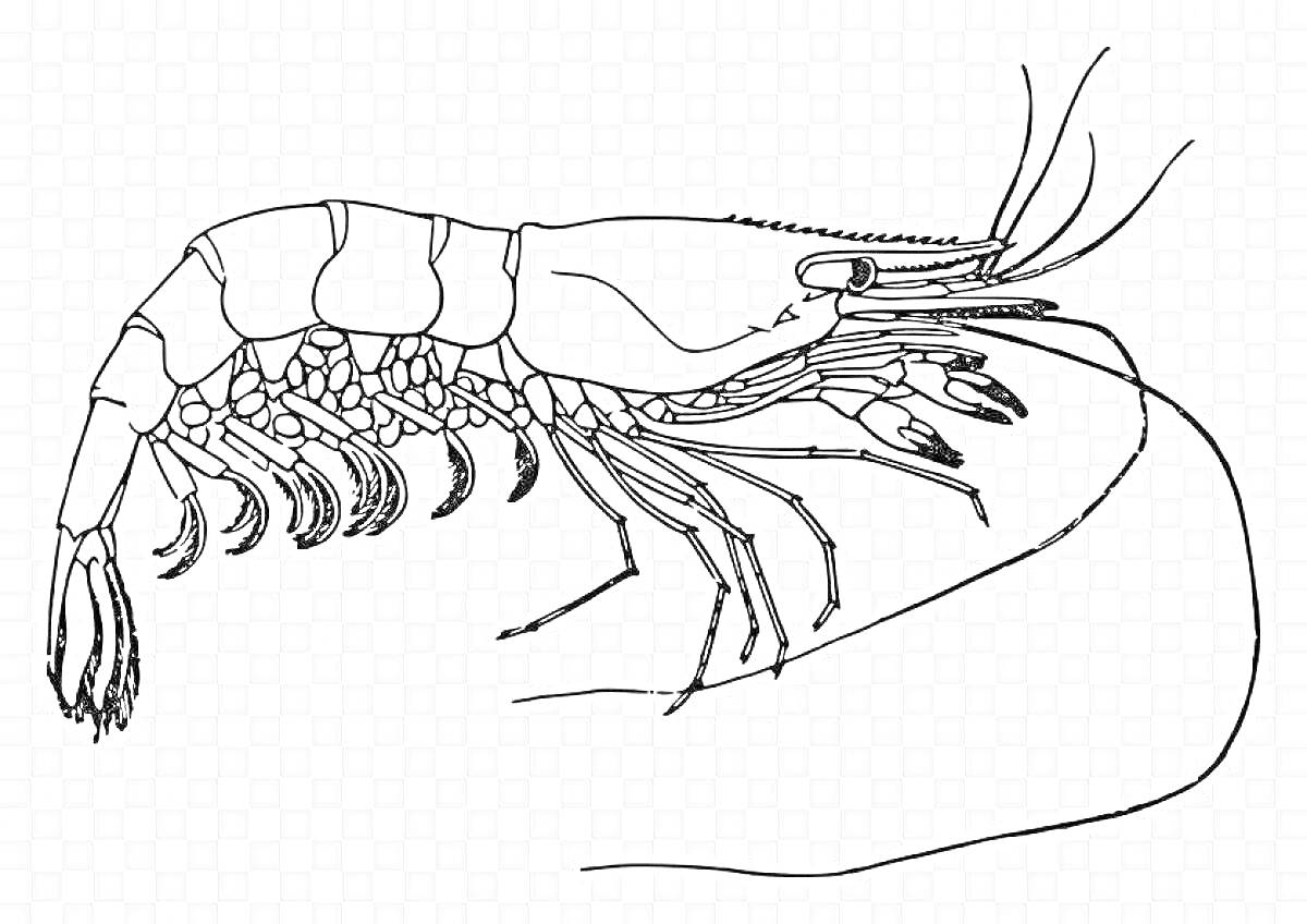 На раскраске изображено: Креветка, Морепродукты, Детальная, Антенны, Панцирь, Перья, Морская жизнь