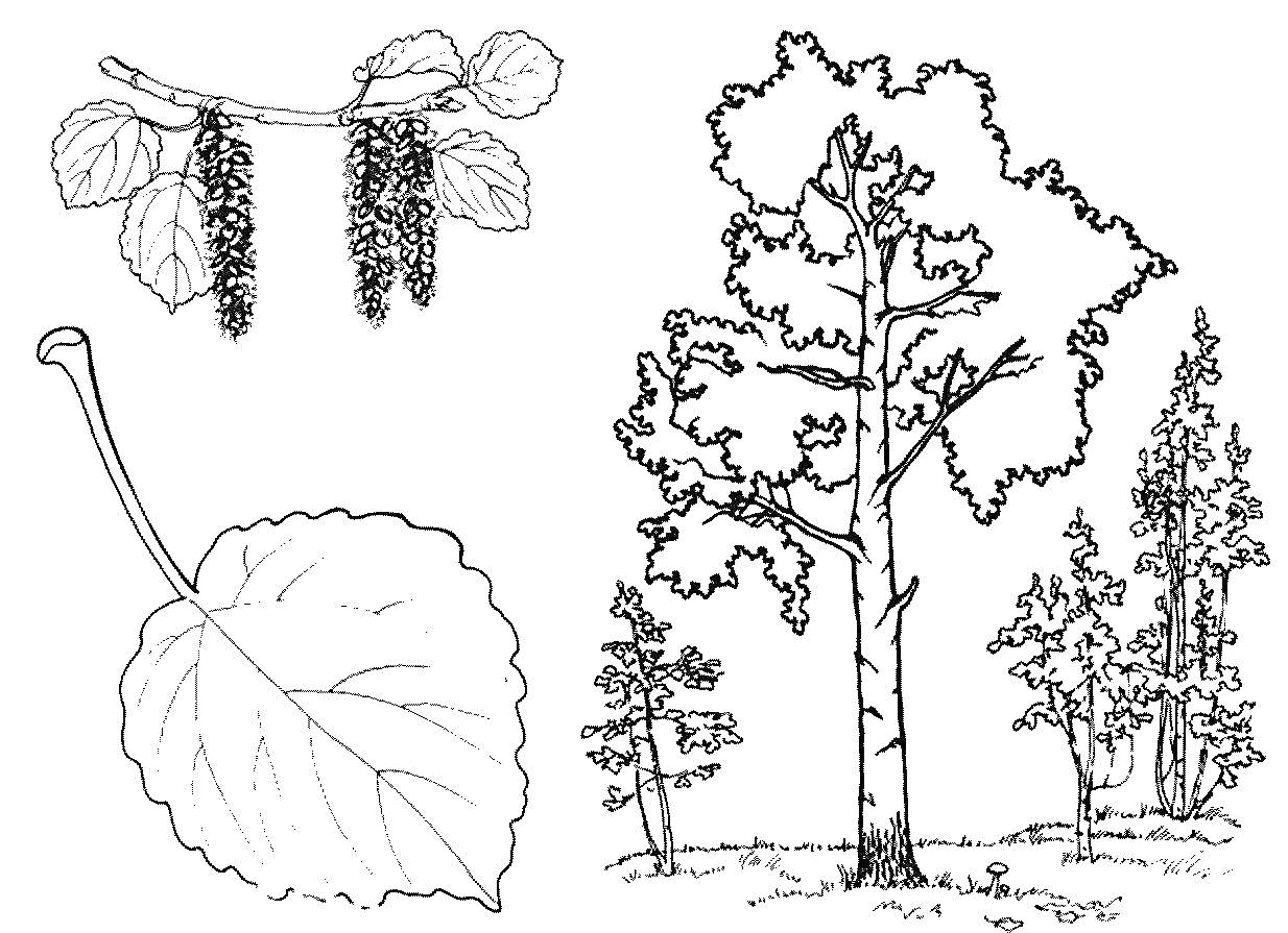 На раскраске изображено: Береза, Листья, Природа, Растения, Деревья, Ветка, Контурные рисунки, Серьги