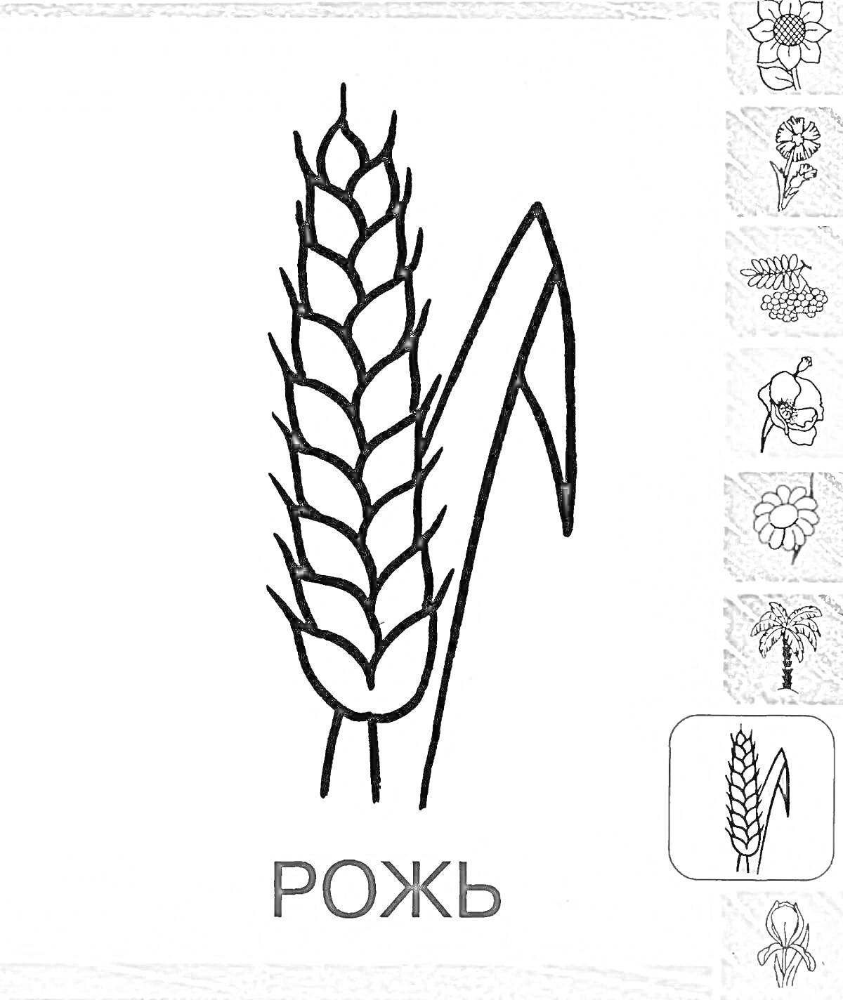 На раскраске изображено: Колосок, Растения, Сельское хозяйство, Цветы