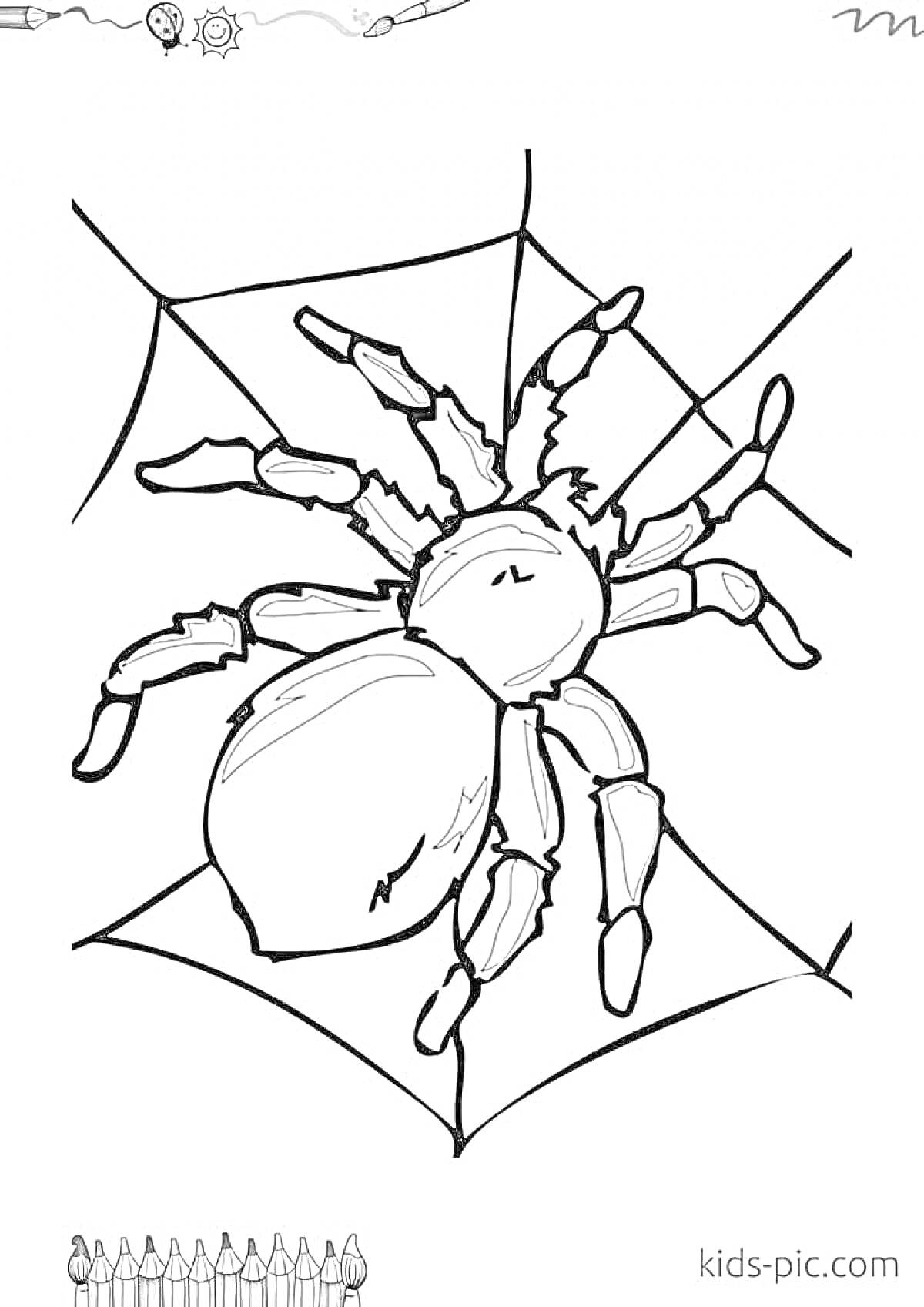 Раскраска Паук на паутине