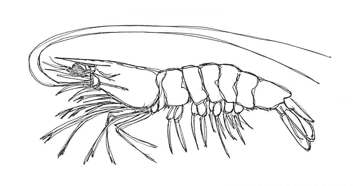 Раскраска Креветка с длинными усиками и детализированными конечностями
