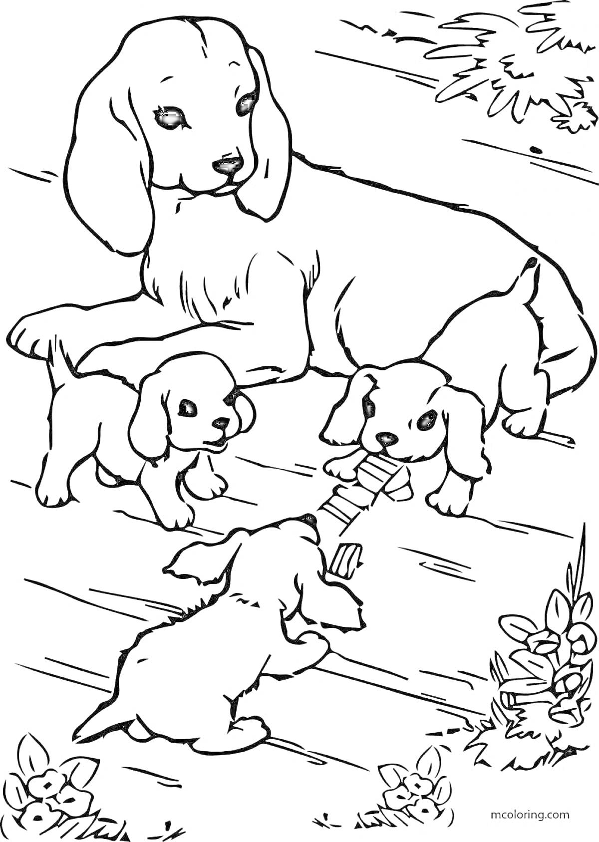 На раскраске изображено: Собака, Домашние животные, Детеныши, Веранда, Листья, Цветы, Природа
